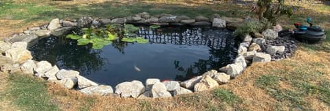 The Ashford pond after, with a rock edge, clear water and koi