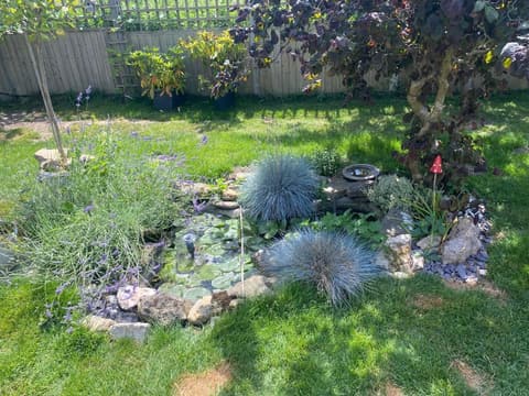 Overgrown garden pond in Ashford before, hidden under plants and lily leaves