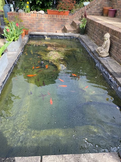 The same Crowborough pond after, clear water with the goldfish showing under the netting