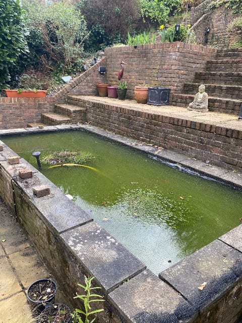 Raised brick pond in Crowborough before, green water under the netting