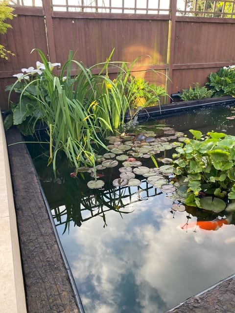 Koi pond in Eastbourne after maintenance, clear water reflecting the sky, with water lilies, irises and a koi
