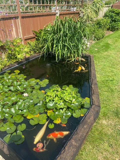 Raised koi pond in Eastbourne on a maintenance visit, koi swimming among water lilies under the netting