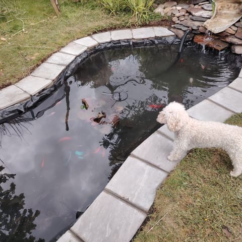 The Gillingham pond after, with a paved edge, a waterfall, clear water and the fish, and the family dog watching