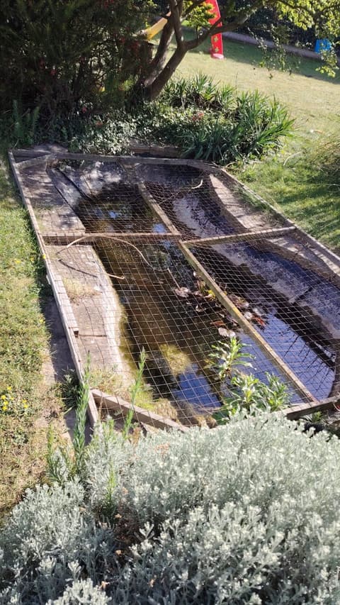 Old netted garden pond in Gillingham before, low dark water and leaves