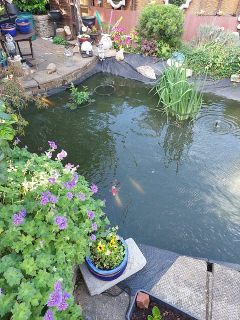 A Guildford pond two weeks after a stronger UV clarifier and new pump were fitted, the water clearing and a koi showing