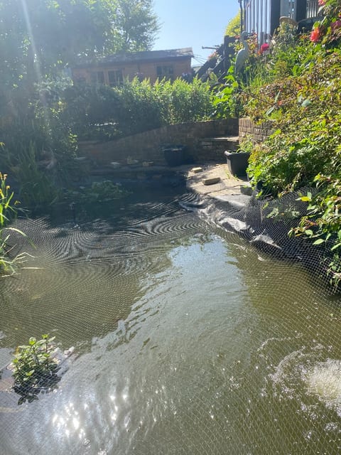 Garden pond in Guildford before, green murky water under the netting