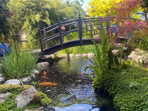 Koi in a clear, freshly cleaned pond