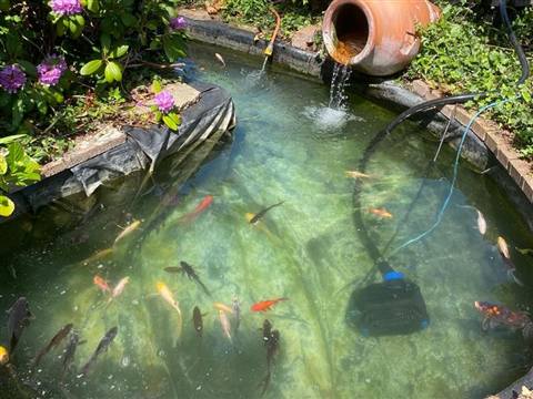 Koi pond with water feature in Gillingham, cleaned out with the koi and goldfish back in
