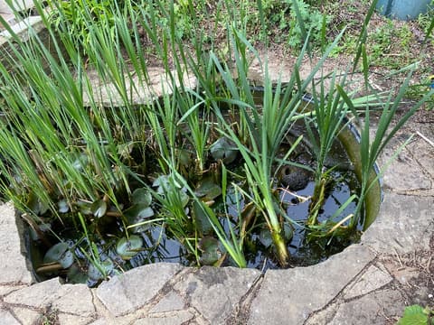 Garden pond in Maidstone before, overgrown with reeds and lily leaves