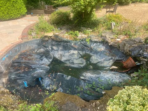 Garden pond in Orpington before cleaning, low and full of leaves