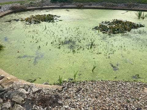 A pond in Rainham completely covered in duckweed