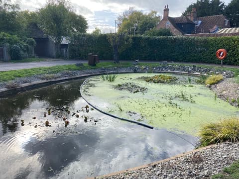 The Rainham pond halfway through, clear water on one side and duckweed on the other