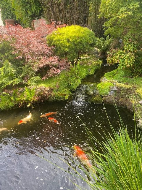 Koi pond in Rochester after maintenance, koi in clear water below a small waterfall, with acers and moss