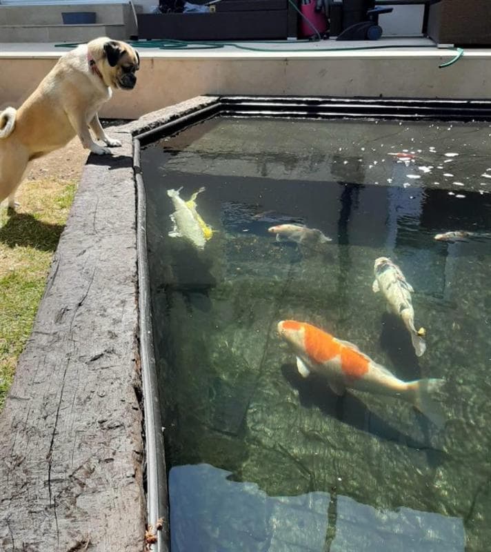 Koi in a clear, well-maintained raised pond