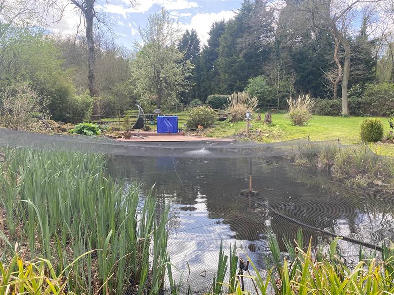 Large 25,000 litre garden pond in Sevenoaks after a complete overhaul, with autumn leaf netting fitted