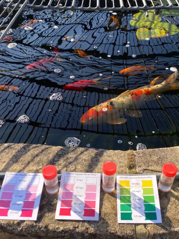 Testing a sample of pond water