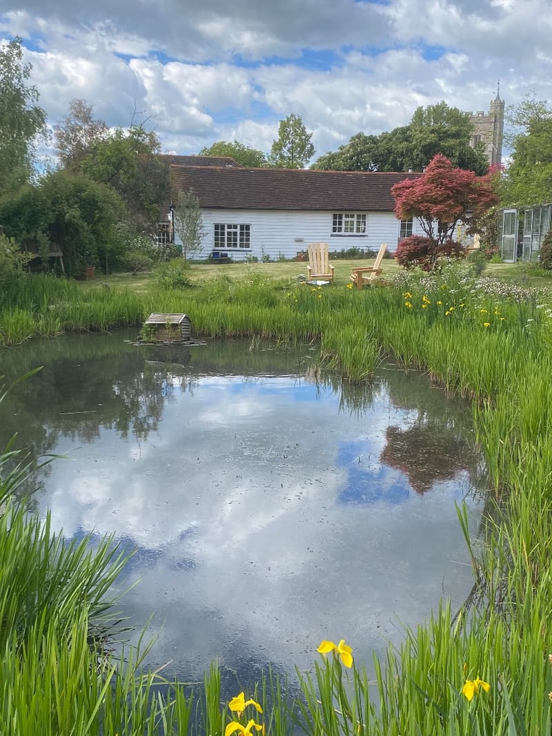 Wildlife pond in Tunbridge Wells with clear water, yellow irises and a duck house